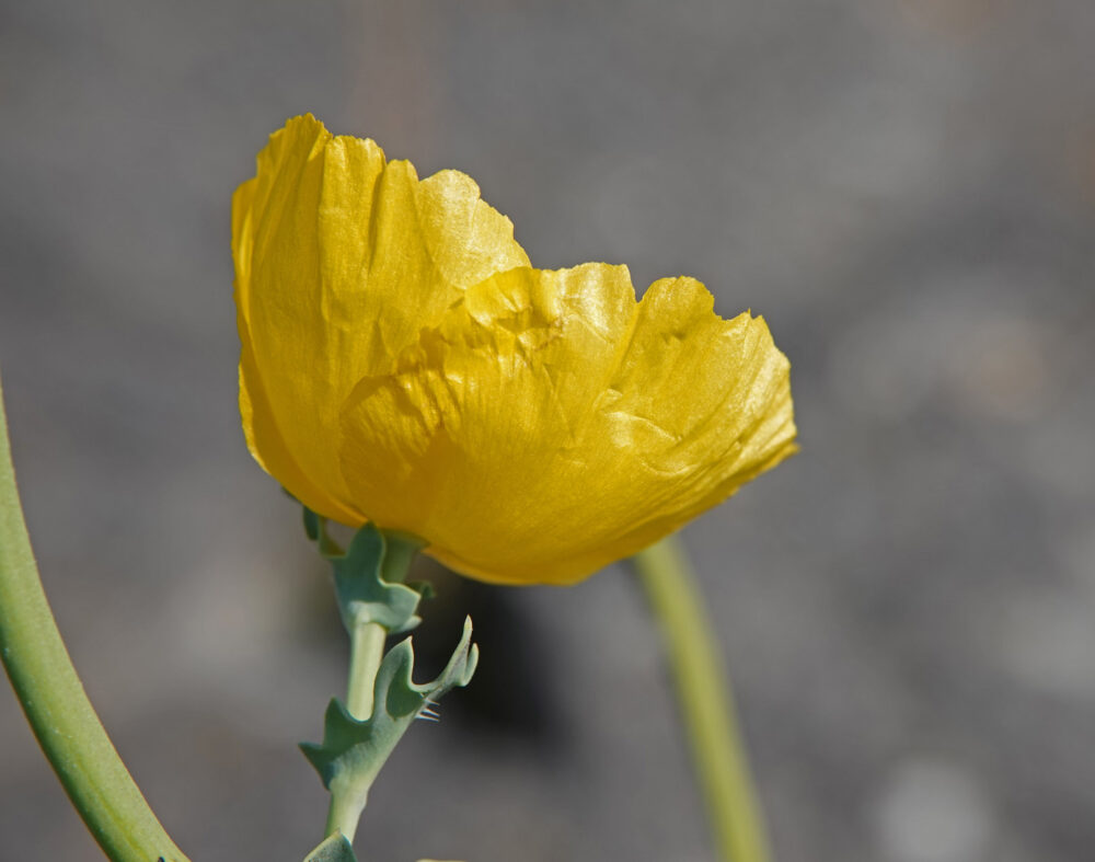 Gele hoornpapaver