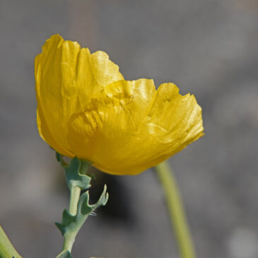 Gele hoornpapaver