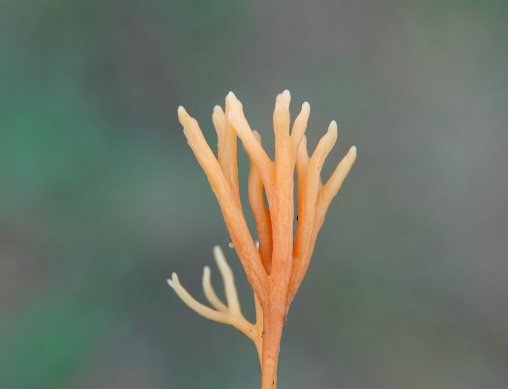 Gele knotszwam sl (incl fraaie knotszwam)