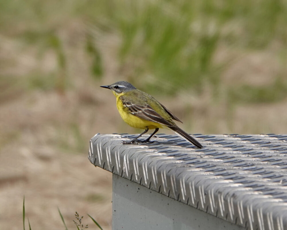 Gele kwikstaart (Oostpolder)