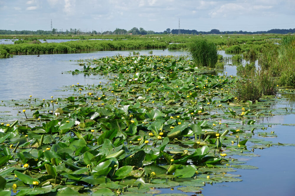 Gele plomp in Peizerweering in Onlanden