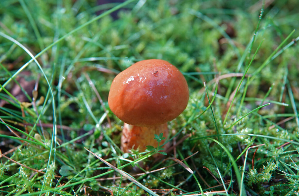 Gele ringboleet