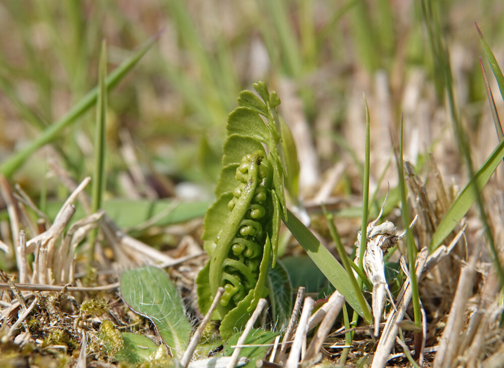 Gelobde maanvaren