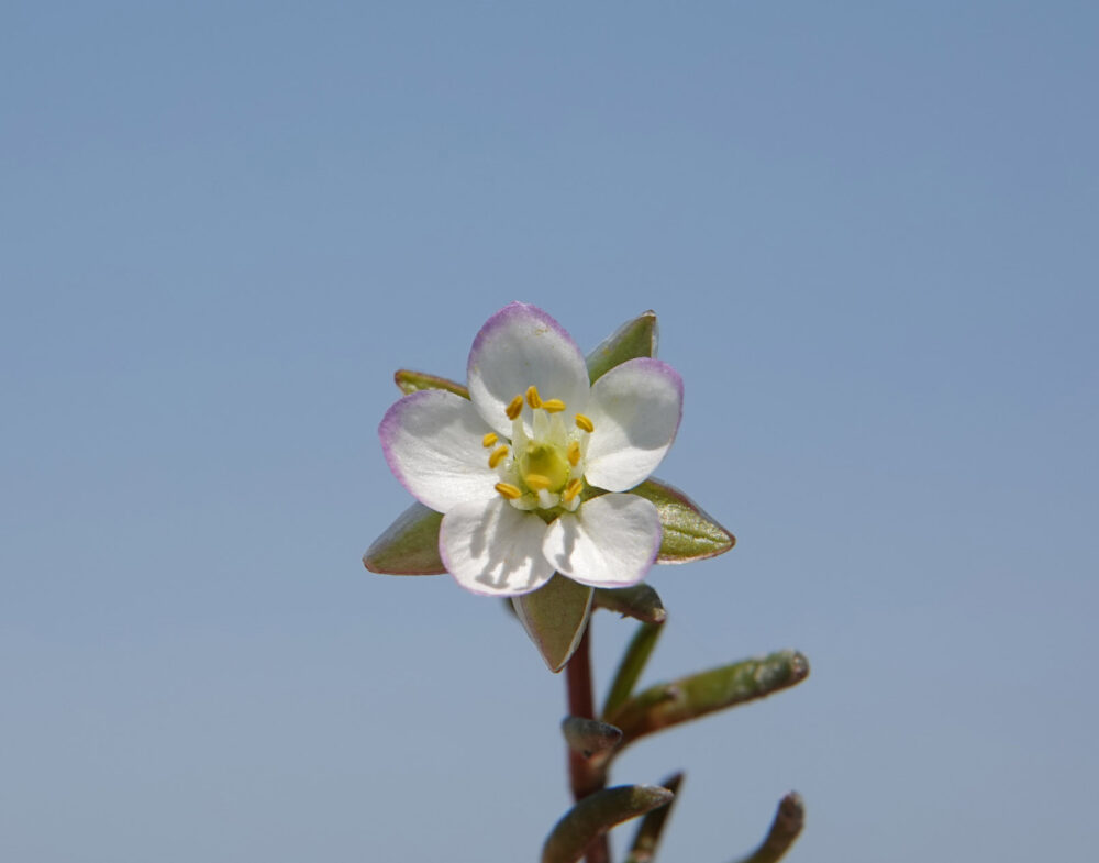 Gerande schijnspurrie