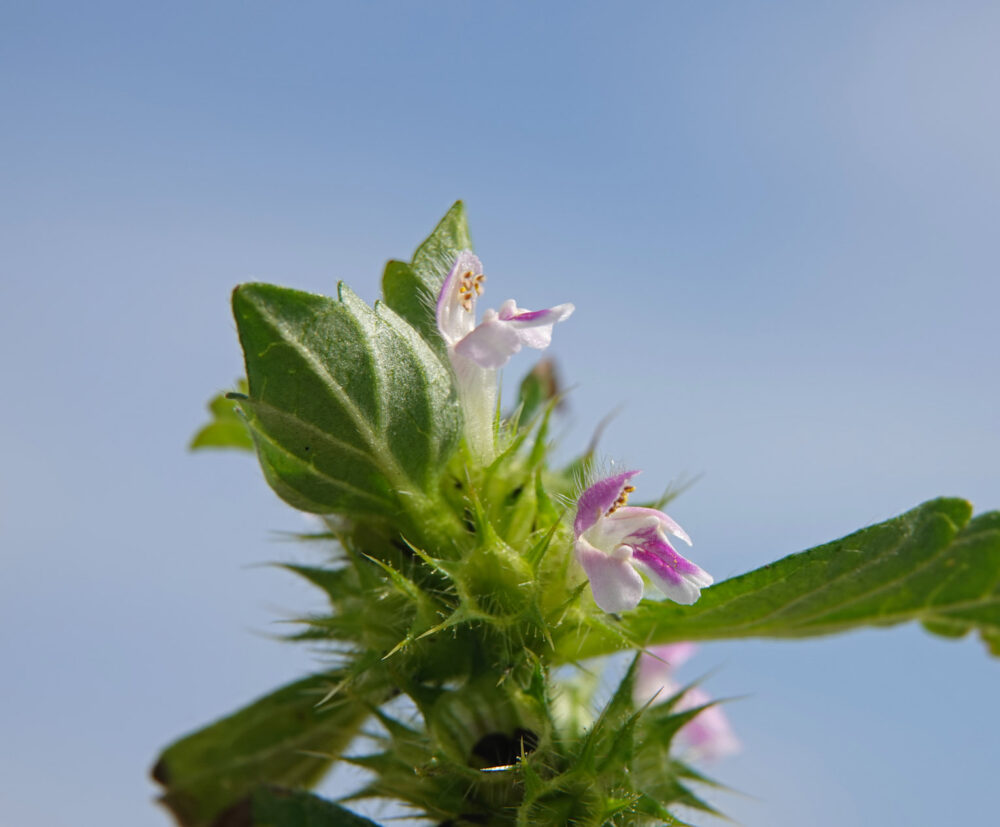 Gespleten hennepnetel