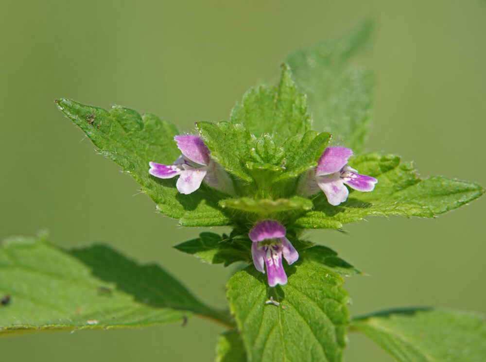 Gespleten hennepnetel