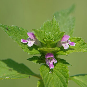 Gespleten hennepnetel