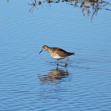 Gestreepte strandloper