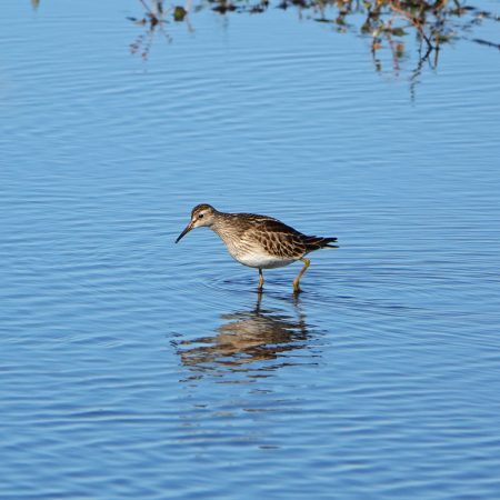 Gestreepte strandloper