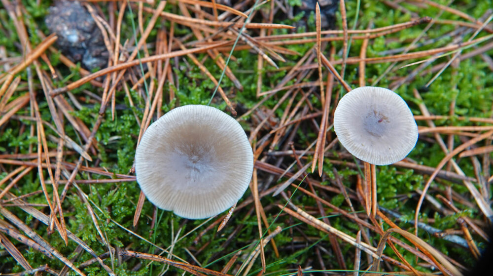 Gestreepte trechterzwam