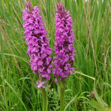 Gevlekte rietorchis