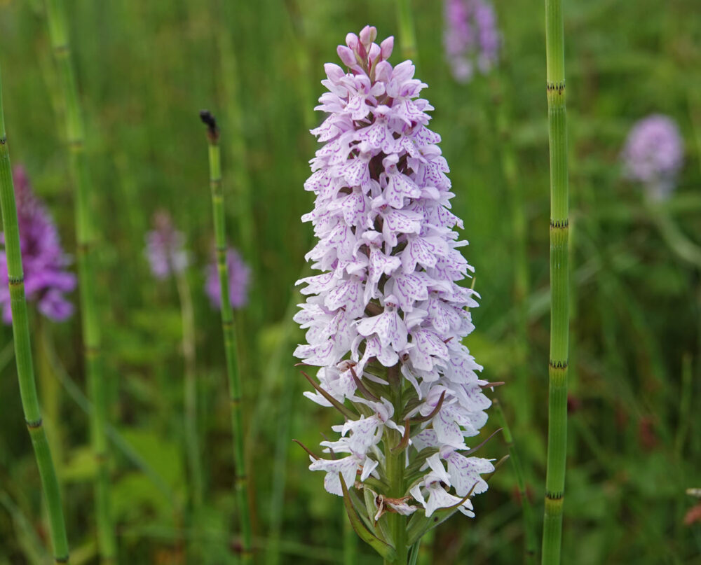 Gevlekte rietorchis (Onlanden)