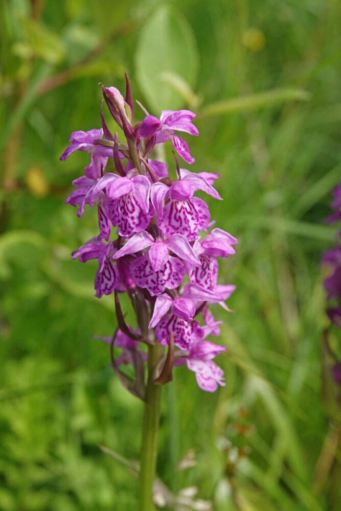 Gevlekte rietorchis (Onlanden)