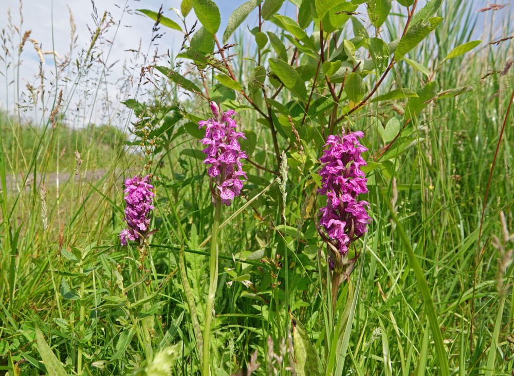 Gevlekte rietorchis (Onlanden)