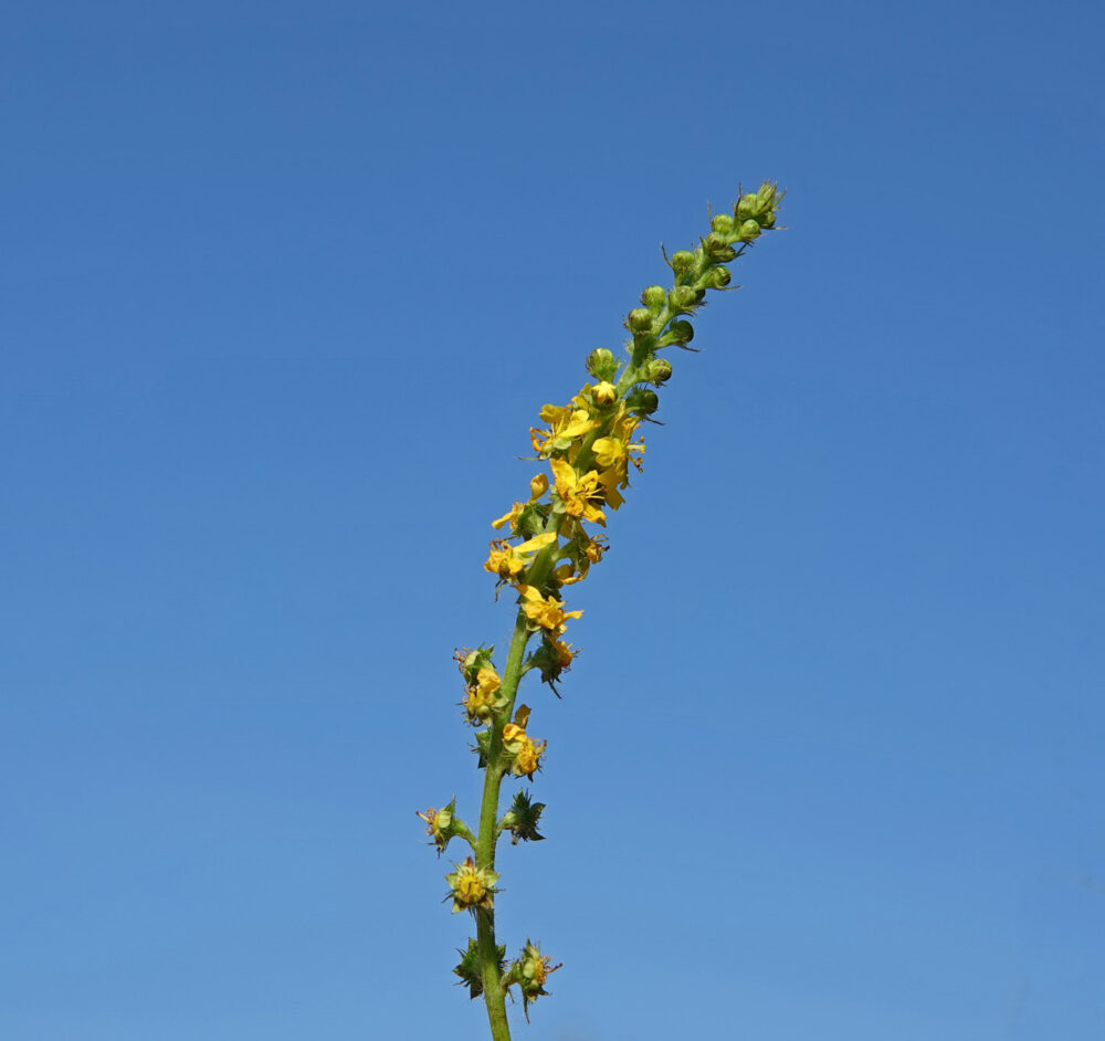 Gewone agrimonie