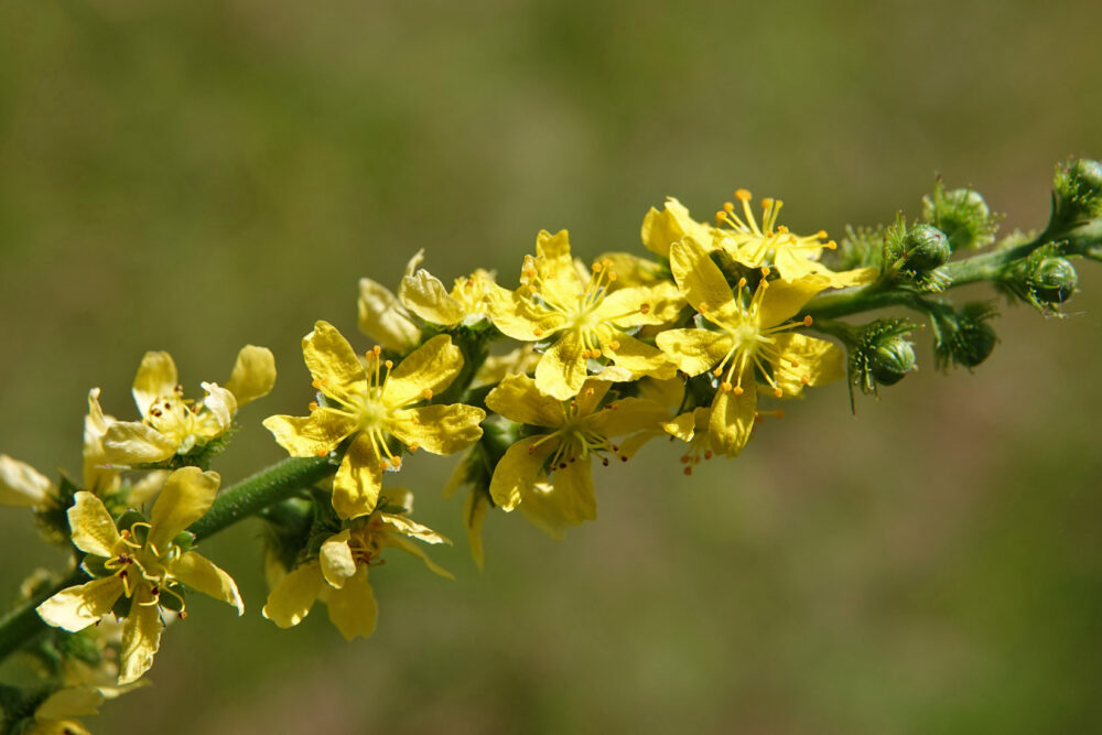 Gewone agrimonie