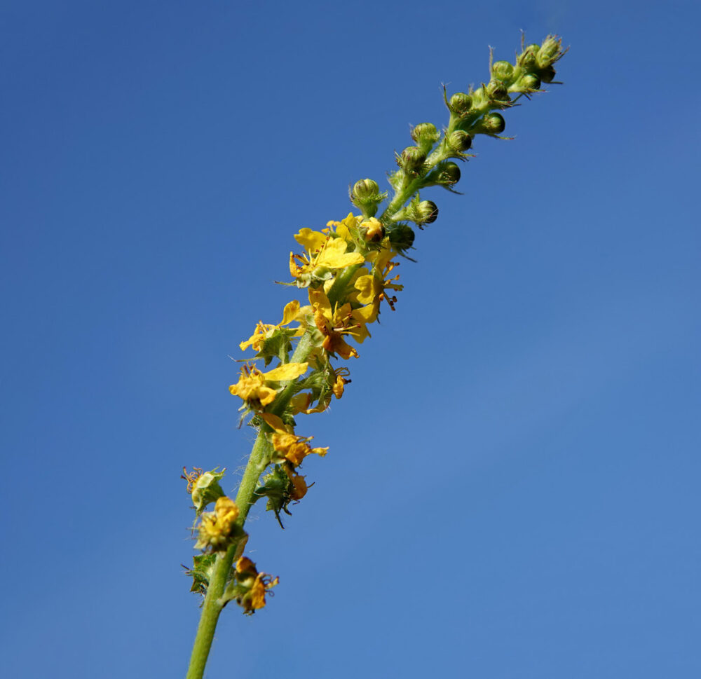 Gewone agrimonie