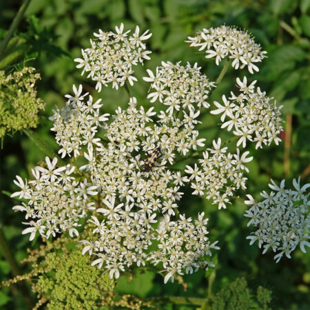 Gewone berenklauw