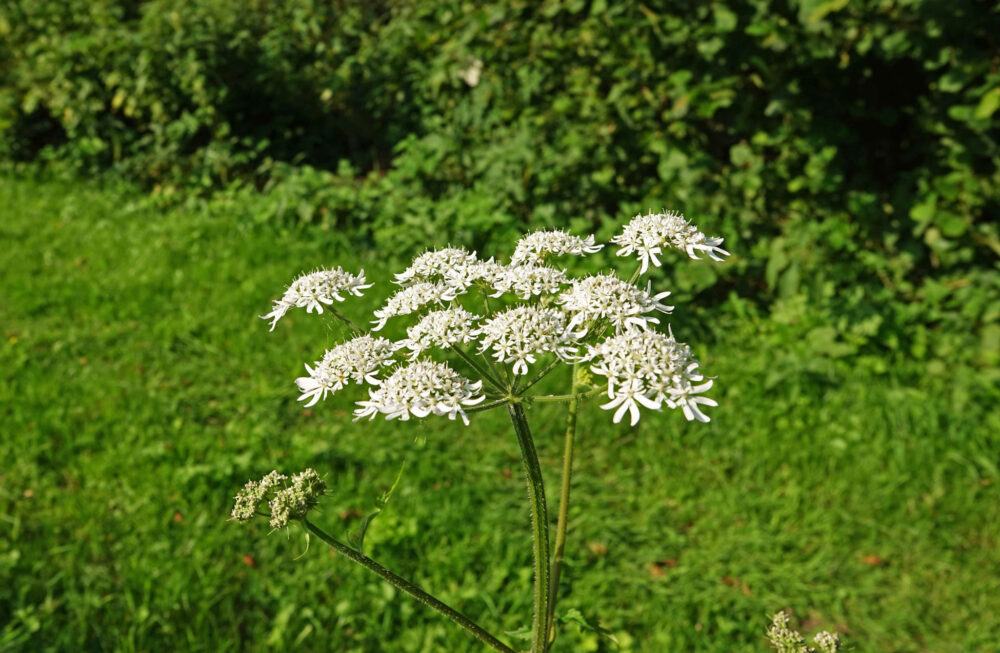 Gewone berenklauw