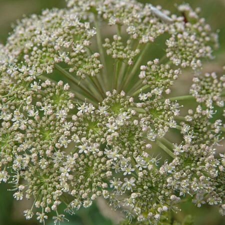 Gewone engelwortel