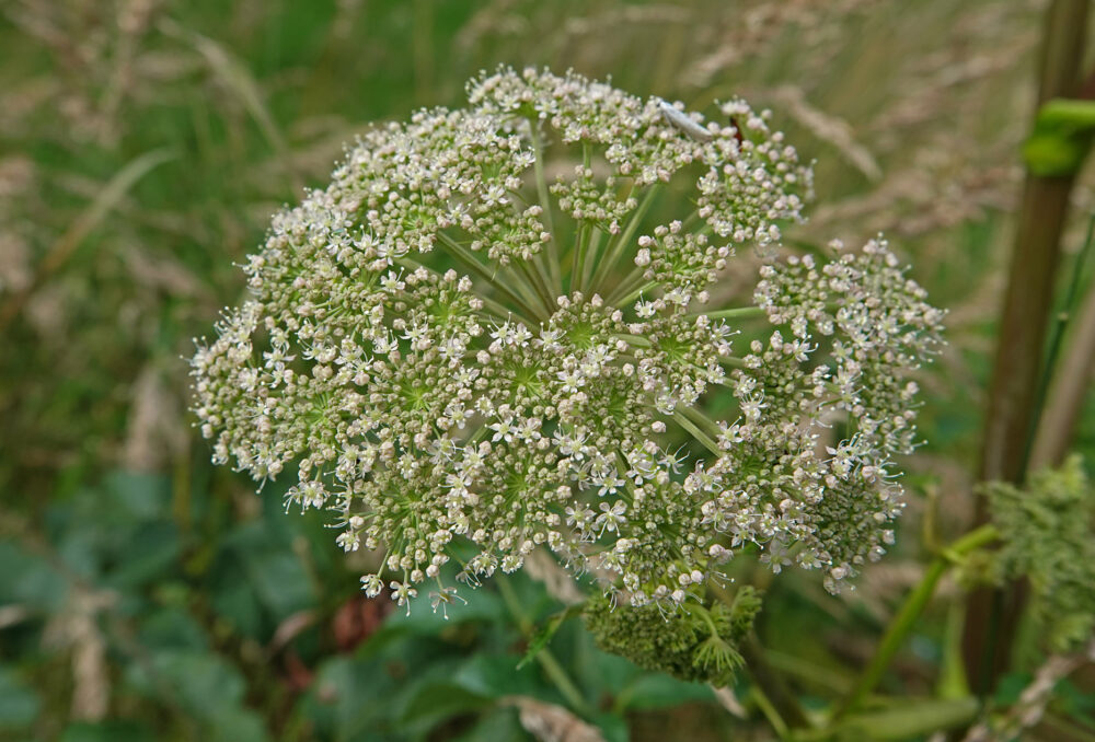 Gewone engelwortel