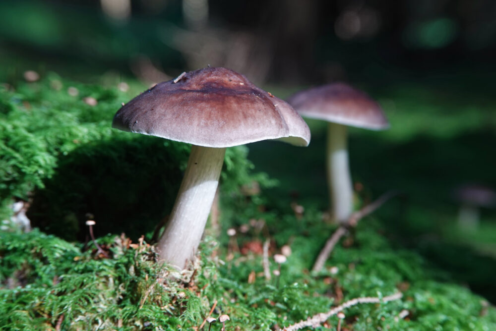 Gewone hertenzwam