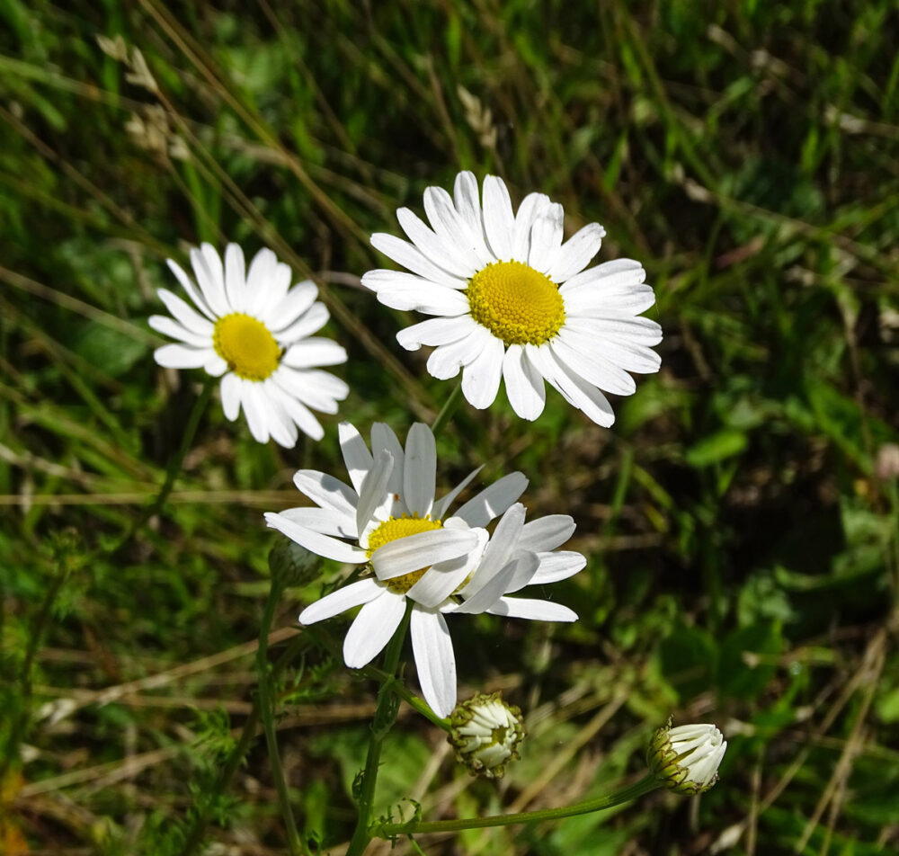 Wilde margriet (Onlanden)