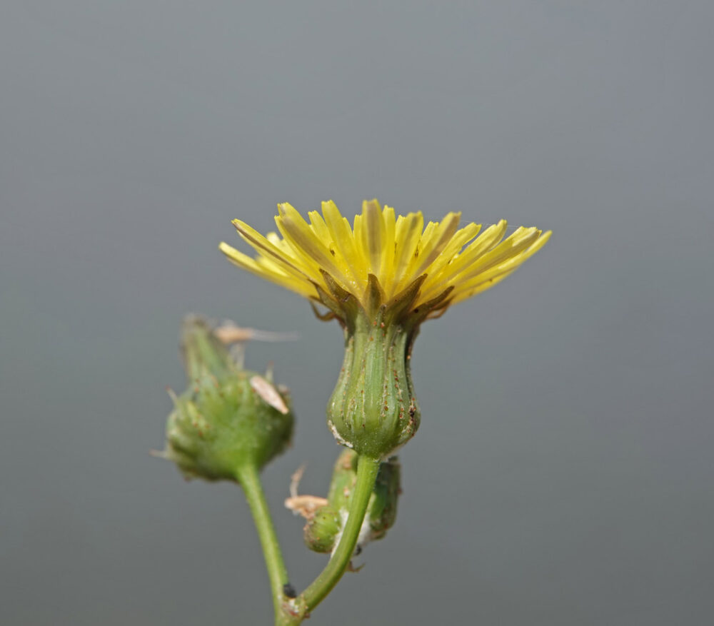 Gewone melkdistel