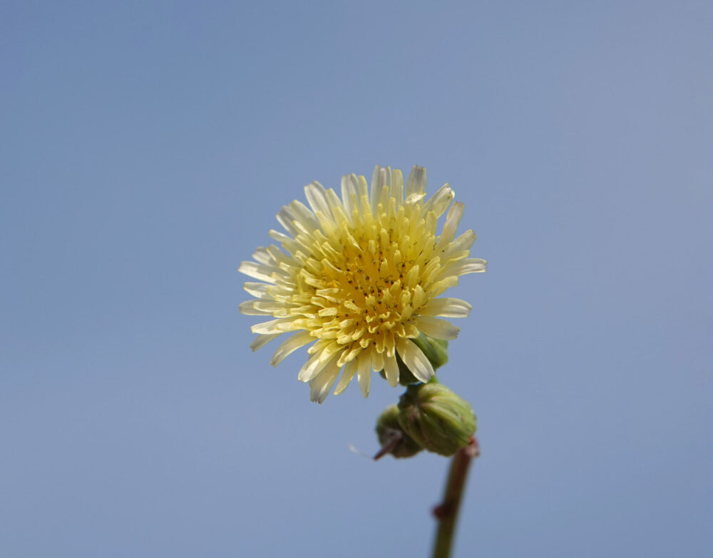 Gewone melkdistel