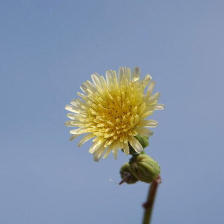 Gewone melkdistel