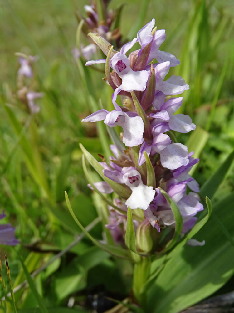 Gewone rietorchis