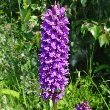 Gewone rietorchis