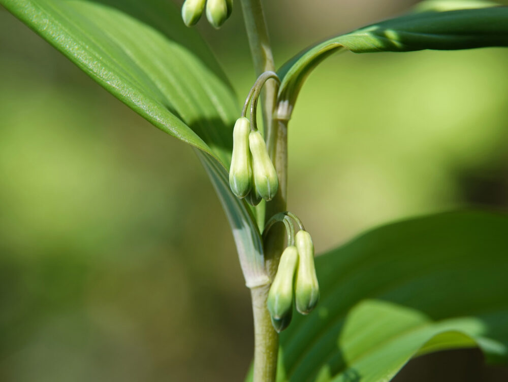 Gewone salomonszegel