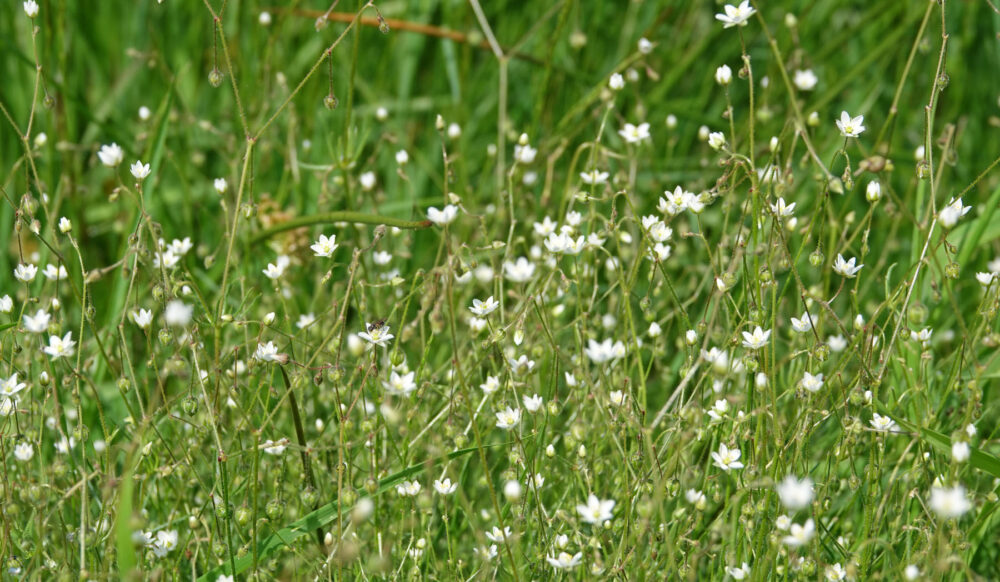 Gewone spurrie (Onlanden)