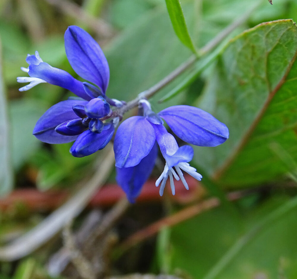 Gewone vleugeltjesbloem