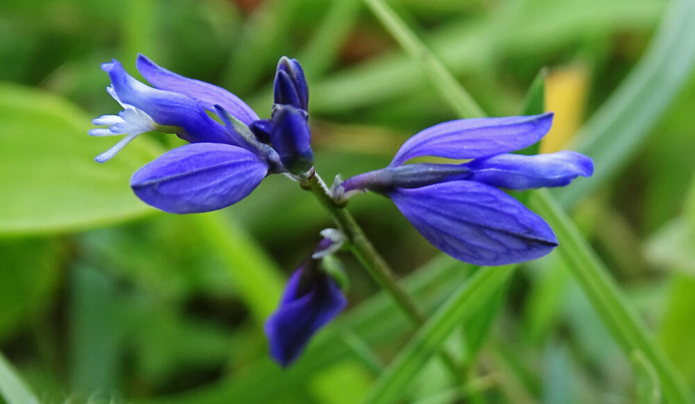 Gewone vleugeltjesbloem