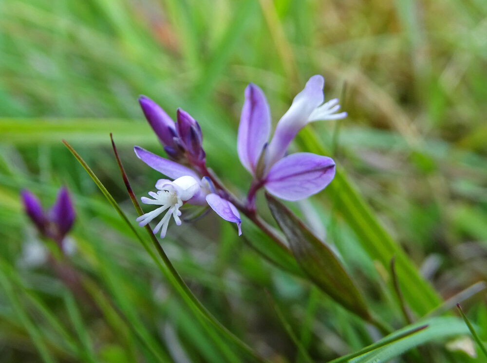 Gewone vleugeltjesbloem