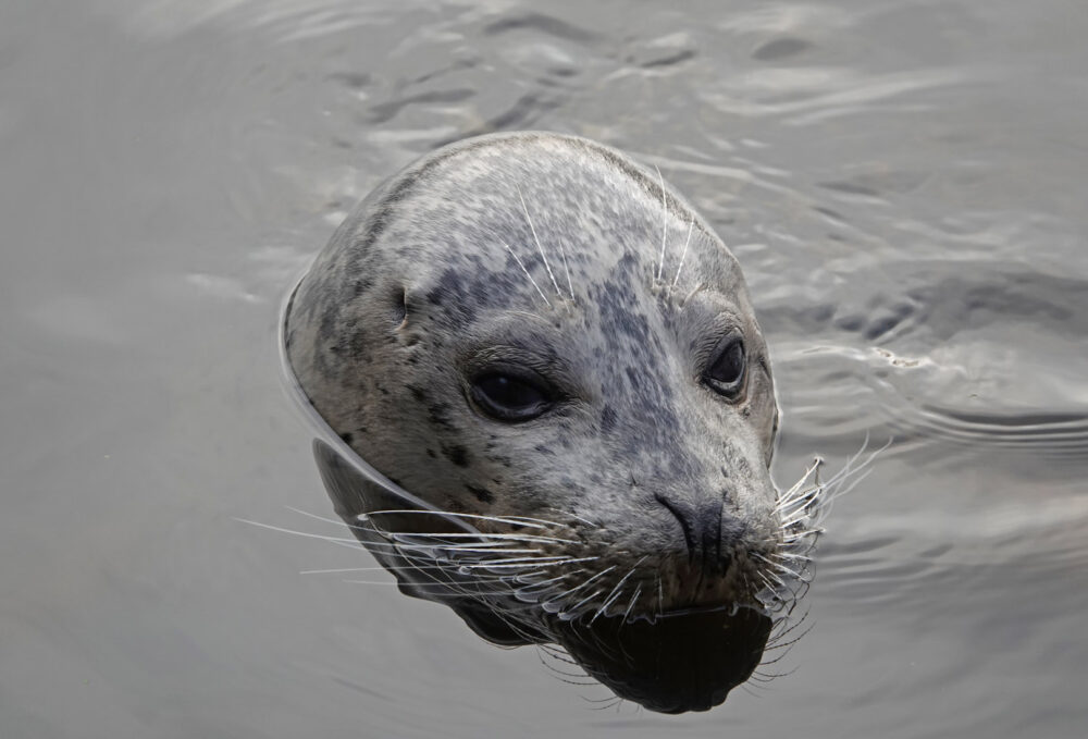 Gewone zeehond (haven Lauwersoog)