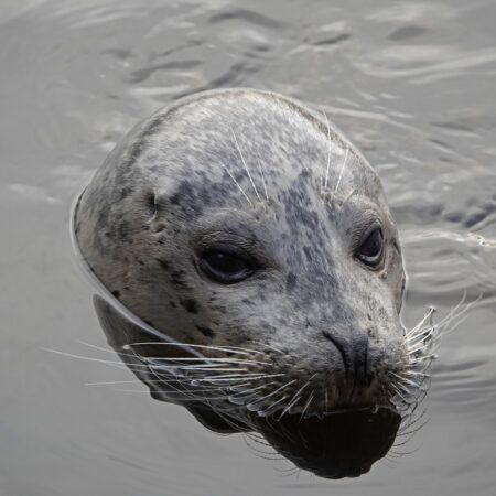 Gewone zeehond (haven Lauwersoog)
