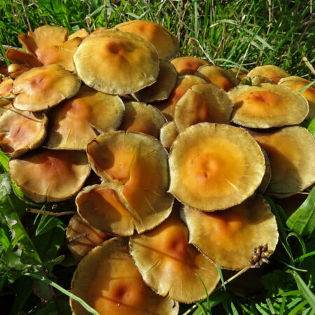 Gewone zwavelkop