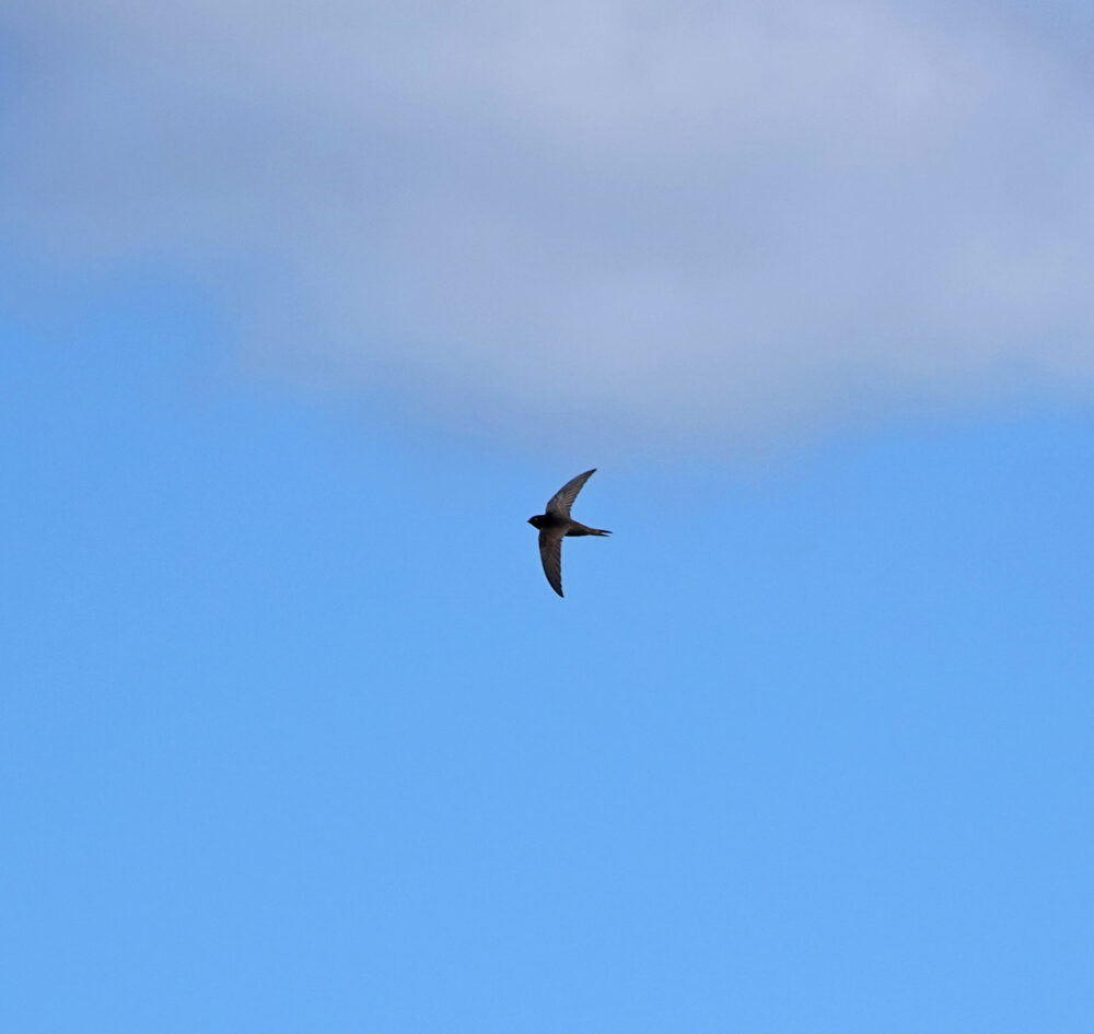 Gierzwaluw boven Onlanden