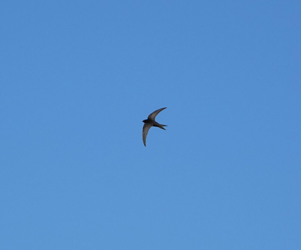 Gierzwaluw boven Onlanden