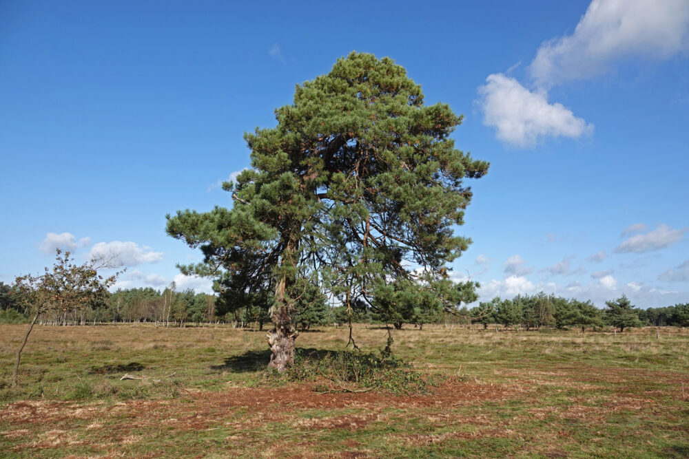 Gorsselse heide