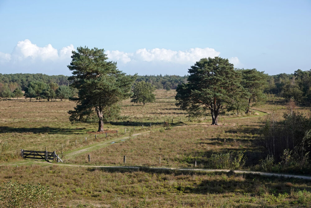 Gorsselse heide