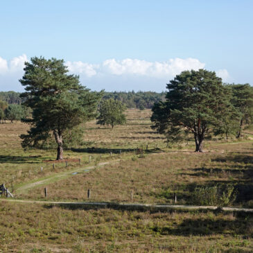 Gorsselse heide