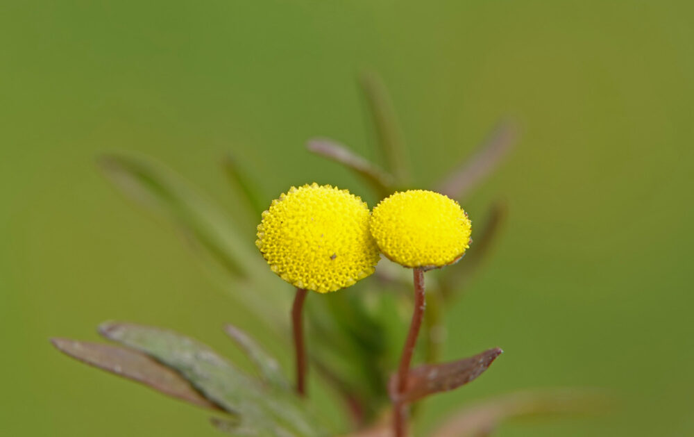 Goudknopje