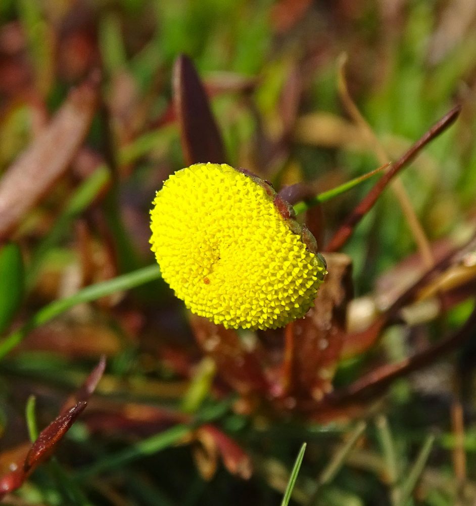 Goudknopje