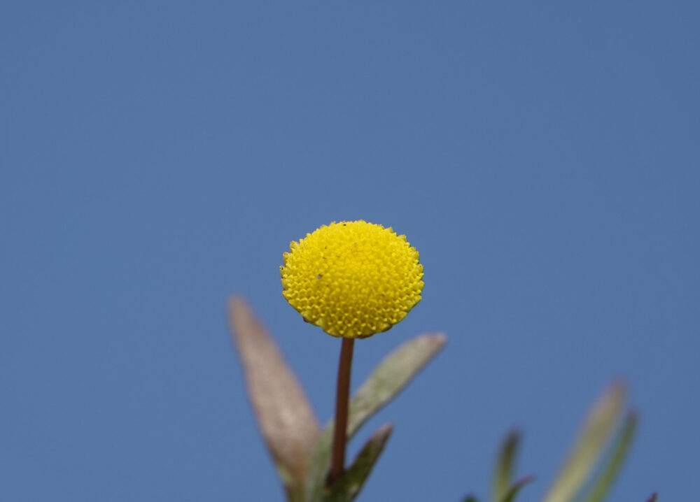 Goudknopje