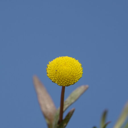Goudknopje