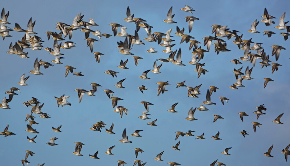 Goudplevieren (Lauwersmeer)